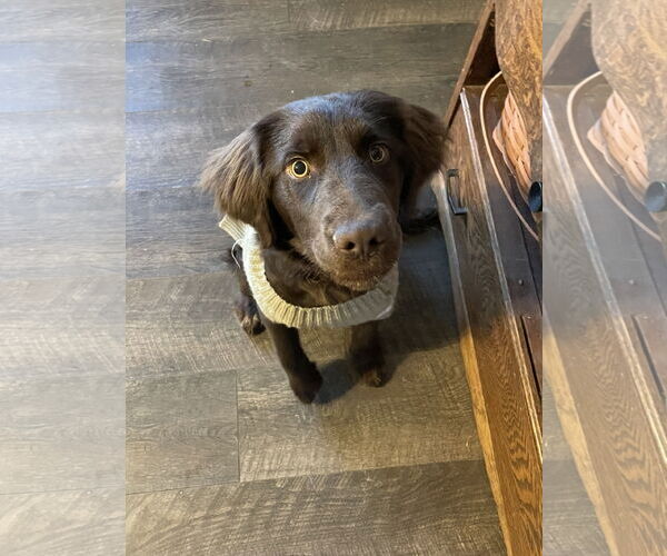 Medium Photo #2 Cocker Spaniel-Unknown Mix Puppy For Sale in Columbus, IN, USA