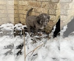 Small Photo #9 Aussiedoodle-Poodle (Standard) Mix Puppy For Sale in COMMERCE, MI, USA