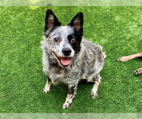 Medium Photo #2 Mutt Puppy For Sale in Moreno Valley, CA, USA