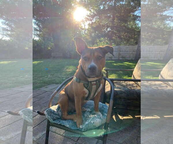 Medium Photo #32 American Pit Bull Terrier-Unknown Mix Puppy For Sale in Germantown, OH, USA