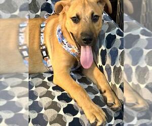 Black Mouth Cur-Unknown Mix Dogs for adoption in Oklahoma City, OK, USA