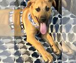 TOFFEE - Male Black Mouth Cur-Unknown Mix Dog for Adoption - Small photo