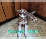 Puppy Browser Australian Shepherd-Siberian Husky Mix