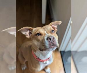 Paloma - Female Mutt Dog for Adoption - Photo #2