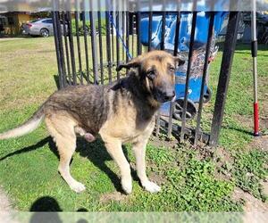 German Shepherd Dog Dogs for adoption in Houston, TX, USA