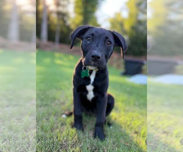 Medium Photo #6 Labrador Retriever-Unknown Mix Puppy For Sale in Greenville, SC, USA