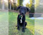 Small #5 Labrador Retriever Mix