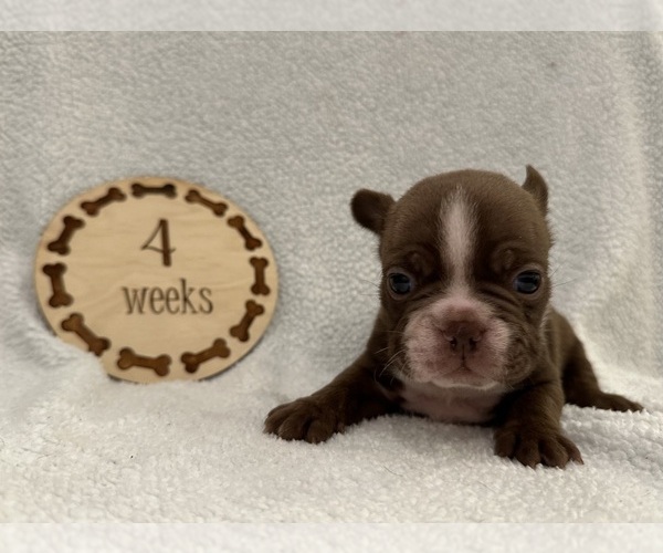 Medium Photo #1 Faux Frenchbo Bulldog Puppy For Sale in RIDGEVILLE, SC, USA