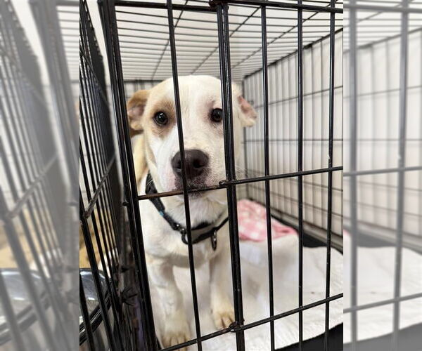 Medium Photo #1 Mutt Puppy For Sale in Gloversville, NY, USA