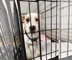 Mutt Dogs for adoption in Gloversville, NY, USA