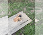 Small #10 Boerboel