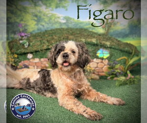 Figero - Male Shih-Poo Dog for Adoption - Photo #3