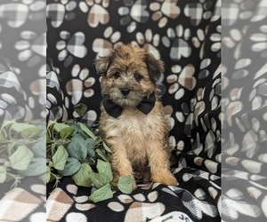 Pom-A-Poo Puppy for Sale in OXFORD, Pennsylvania USA