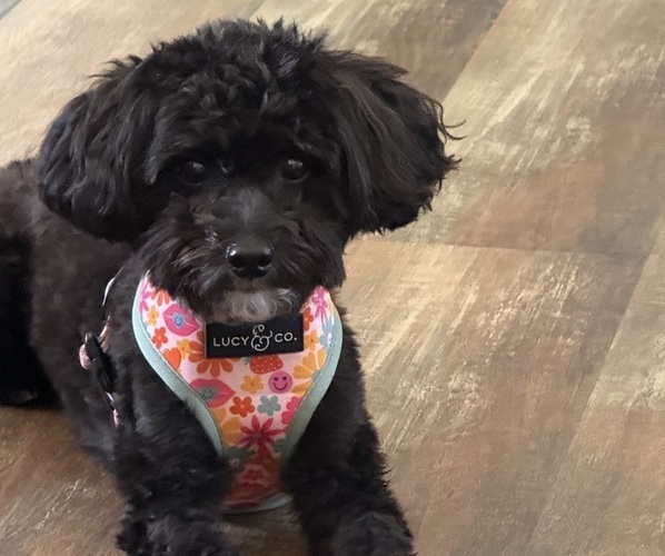 Medium Photo #1 Pom-A-Poo Puppy For Sale in OWINGS, MD, USA