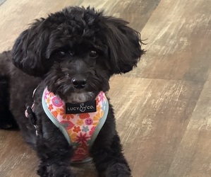 Mother of the Pom-A-Poo puppies born on 12/04/2025