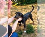 Small #1 Boxer Mix
