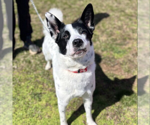 Medium Photo #9 Mutt Puppy For Sale in Canton, CT, USA
