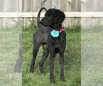 Small Photo #5 Mutt Puppy For Sale in Mundelein, IL, USA