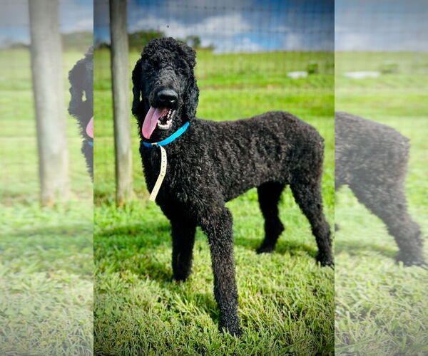 Medium Photo #2 Poodle (Standard) Puppy For Sale in Pacolet, SC, USA