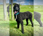 Small #1 Poodle (Standard)