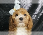 Puppy Hiccup F1 Cavapoo