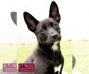 Huskies -Schipperke Mix Dogs for adoption in Marina del Rey, CA, USA