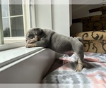 Small Photo #5 Bulldog Puppy For Sale in COVINGTON, WA, USA