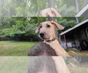 German Shepherd Dog-Great Dane Mix Puppy for sale in YOUNG HARRIS, GA, USA