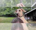 Small Photo #1 German Shepherd Dog-Great Dane Mix Puppy For Sale in YOUNG HARRIS, GA, USA