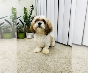 Shih Tzu Puppy for sale in NEWBURY PARK, CA, USA