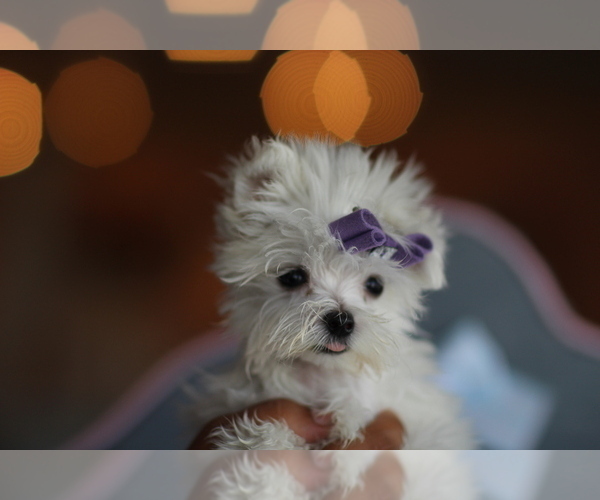 Medium Photo #1 Maltese Puppy For Sale in TAMPA, FL, USA
