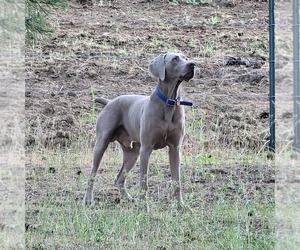 Father of the Weimaraner puppies born on 06/15/2022