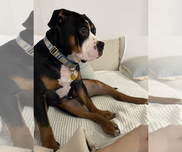 Medium Photo #4 Bulldog-Unknown Mix Puppy For Sale in Rockville, MD, USA