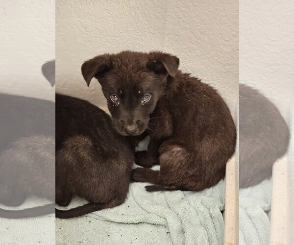 Medium Photo #5 German Shepherd Dog-Holland Shepherd Mix Puppy For Sale in Orange Grove, TX, USA