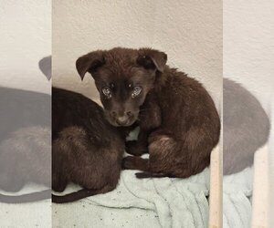 Jax - Male German Shepherd Dog-Holland Shepherd Mix Dog for Adoption - Photo #5