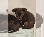 Small #4 German Shepherd Dog-Holland Shepherd Mix