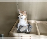 Small Photo #1 Shiba Inu Puppy For Sale in SULLIVAN, IL, USA
