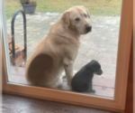 Small Photo #13 Labrador Retriever Puppy For Sale in NORTON SHORES, MI, USA