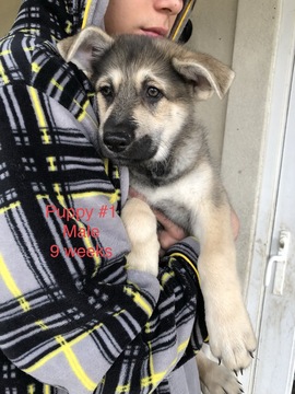Medium Photo #8 German Shepherd Dog Puppy For Sale in BARTLETTSVILLE, IN, USA