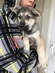 Small Photo #8 German Shepherd Dog Puppy For Sale in BARTLETTSVILLE, IN, USA