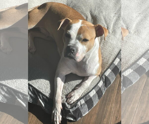 Medium Photo #20 American Pit Bull Terrier-Unknown Mix Puppy For Sale in Germantown, OH, USA