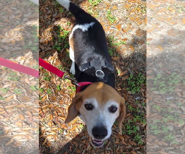 Medium Photo #4 Beagle Puppy For Sale in Dunnellon, FL, USA