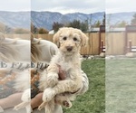 Puppy Puppy 8 Poodle (Standard)