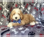 Small #2 Cavapoo