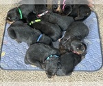 Small #1 Rottweiler