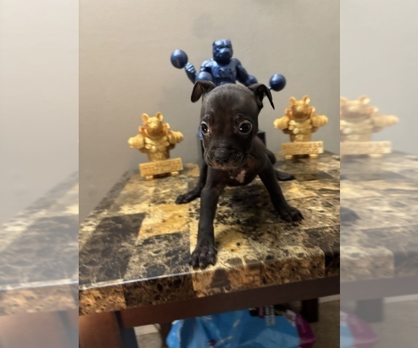 Medium Photo #7 American Bully Puppy For Sale in WINSTON SALEM, NC, USA