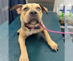 American Bulldog Dogs for adoption in Mobile, AL, USA