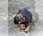 Small Photo #8 French Bulldog Puppy For Sale in AVON PARK, FL, USA