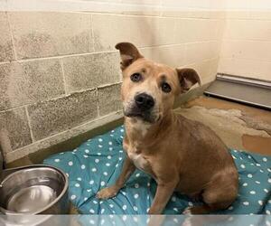 American Pit Bull Terrier-Unknown Mix Dogs for adoption in Moreno Valley, CA, USA