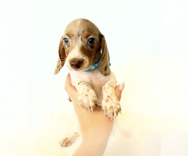 Medium Photo #6 Dachshund Puppy For Sale in DAVIS, CA, USA